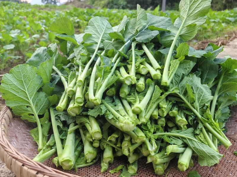 富硒油菜苔蔬菜叶菜油菜苔基地现摘现发价格实惠运输便利