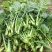 富硒油菜苔蔬菜叶菜油菜苔基地现摘现发价格实惠运输便利