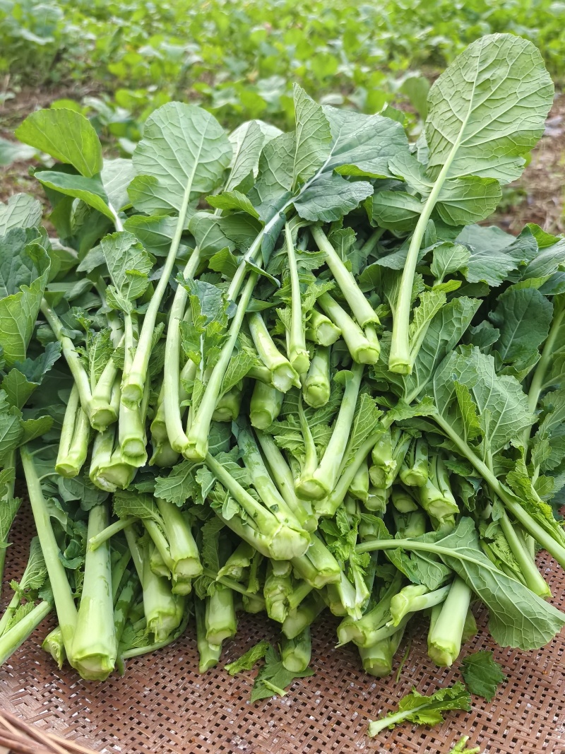 富硒油菜苔蔬菜叶菜油菜苔基地现摘现发价格实惠运输便利