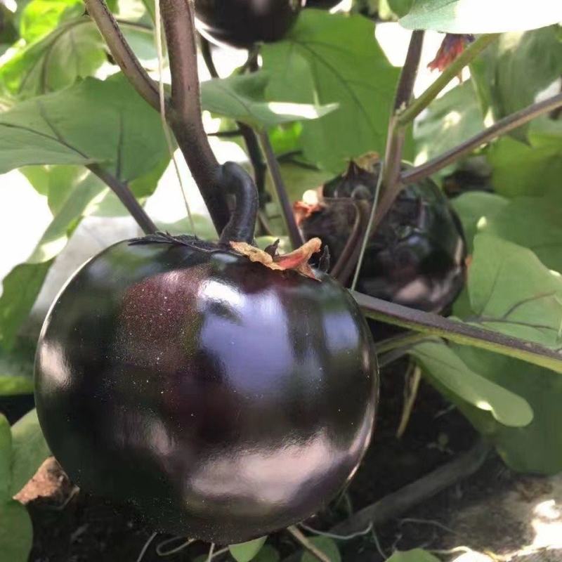 黑宝黑圆1号圆茄种子中熟外皮紫黑白肉细嫩口感好耐贮运