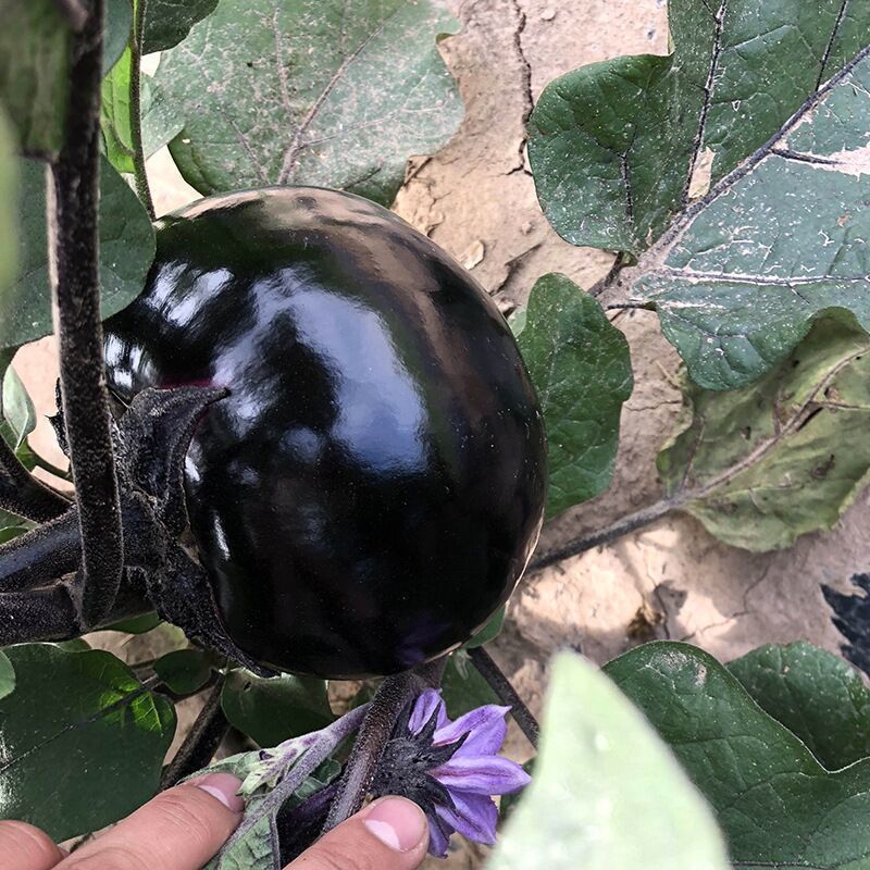 黑宝黑圆1号圆茄种子中熟外皮紫黑白肉细嫩口感好耐贮运