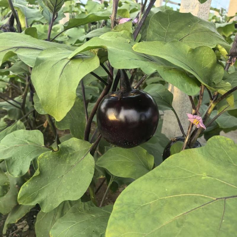 黑宝黑圆1号圆茄种子中熟外皮紫黑白肉细嫩口感好耐贮运