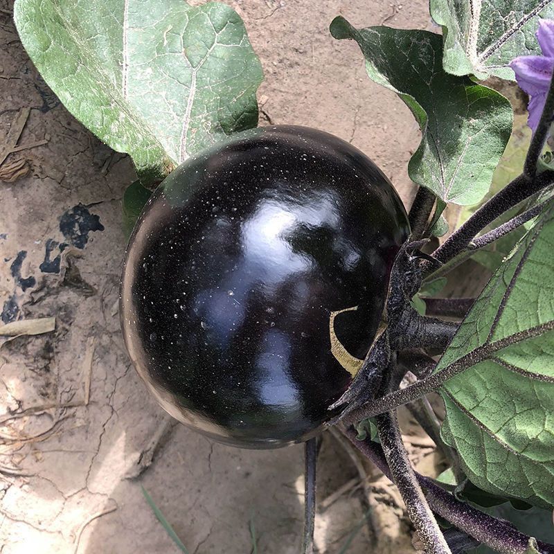 黑宝黑圆1号圆茄种子中熟外皮紫黑白肉细嫩口感好耐贮运
