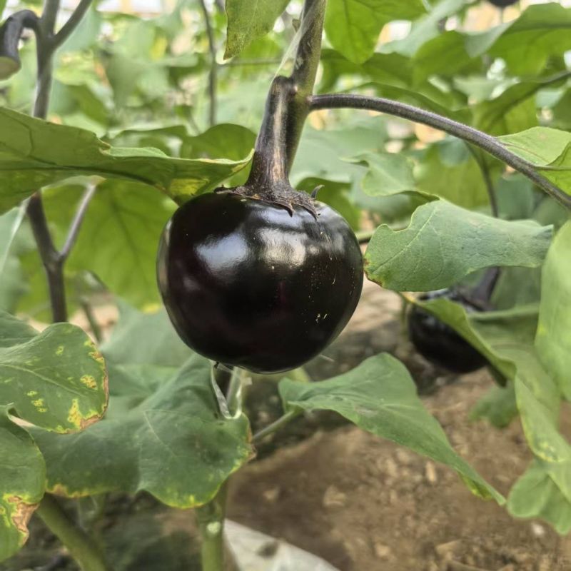 黑宝黑圆1号圆茄种子中熟外皮紫黑白肉细嫩口感好耐贮运