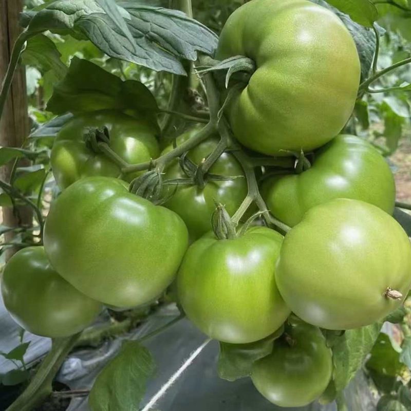 秦番夏朗番茄种子早熟无限生长型粉红番茄西红柿种籽