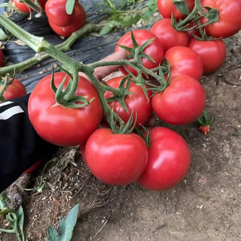 秦番夏朗番茄种子早熟无限生长型粉红番茄西红柿种籽