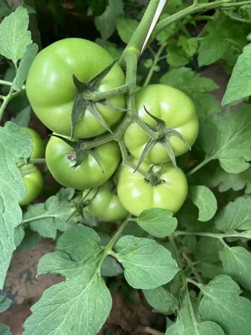 秦番夏朗番茄种子早熟无限生长型粉红番茄西红柿种籽