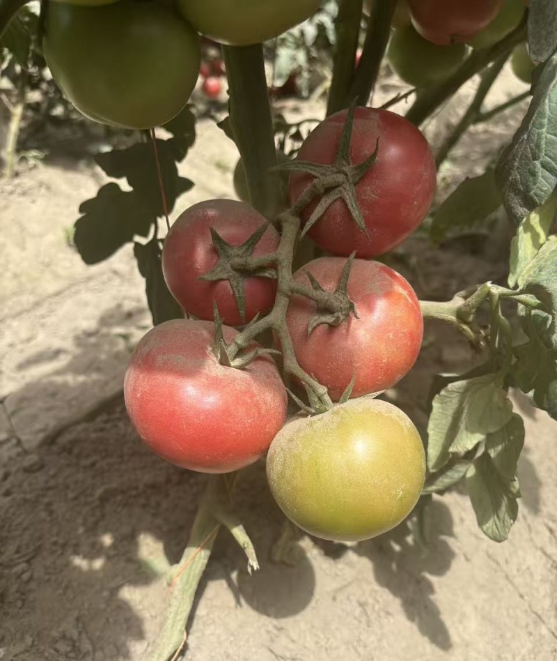 秦圣禾1号番茄种子早熟无限生长型大果大红番茄西红柿种籽