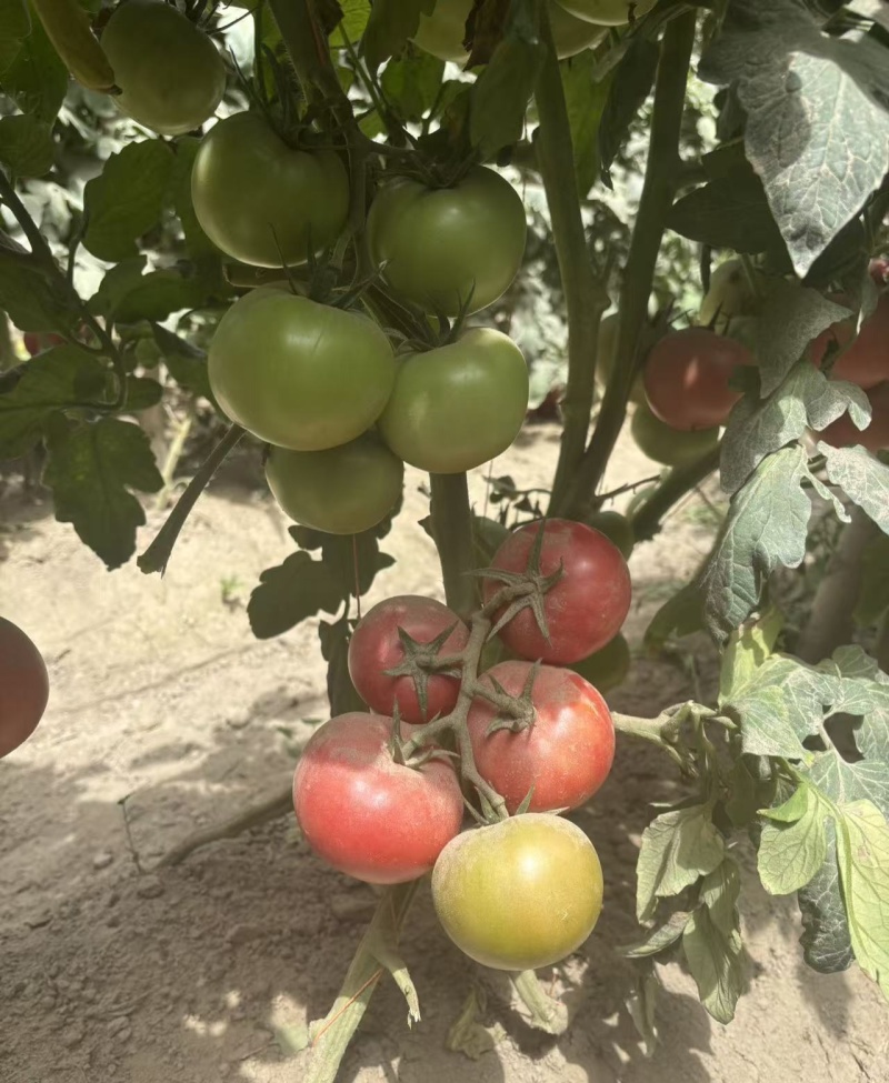 秦圣禾1号番茄种子早熟无限生长型大果大红番茄西红柿种籽