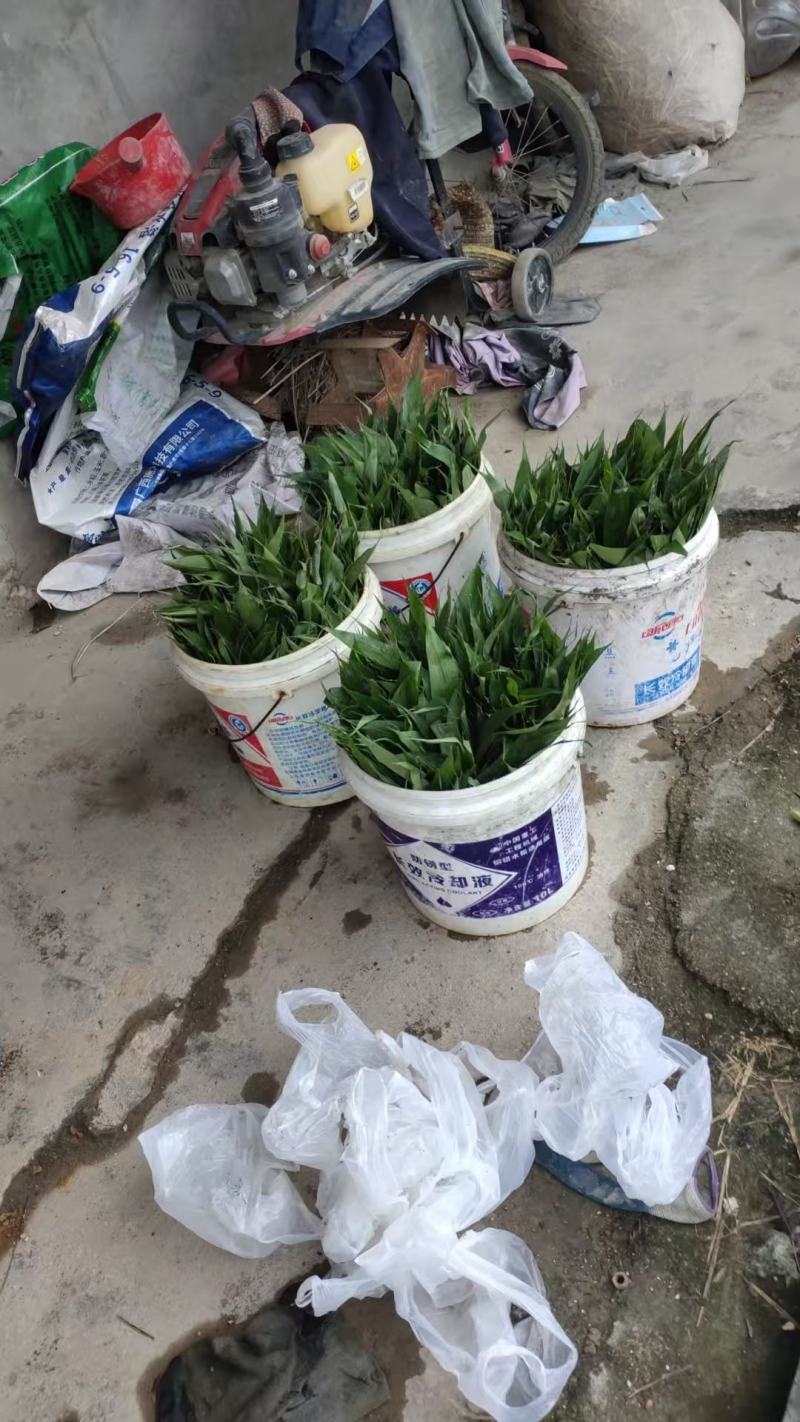 益智仁海南益智仁绿化苗木城市风景观赏苗姜科多年生本草植物