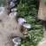 益智仁海南益智仁绿化苗木城市风景观赏苗姜科多年生本草植物