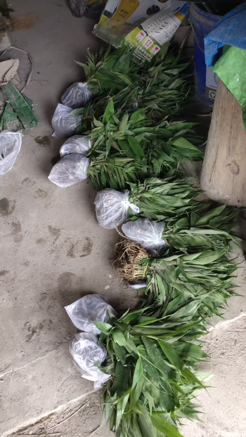 益智仁海南益智仁绿化苗木城市风景观赏苗姜科多年生本草植物