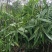 益智仁海南益智仁绿化苗木城市风景观赏苗姜科多年生本草植物