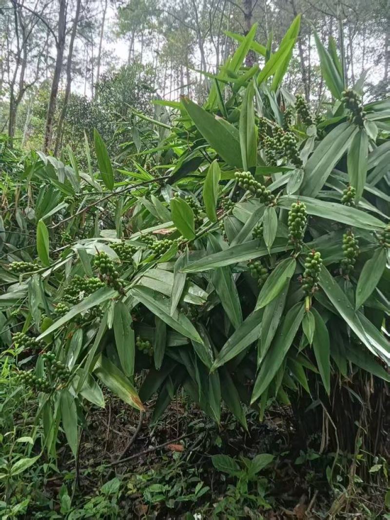益智仁海南益智仁绿化苗木城市风景观赏苗姜科多年生本草植物