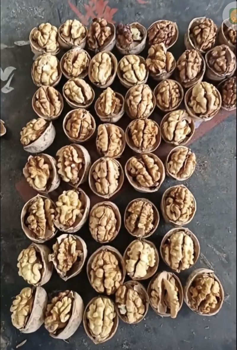 新疆185薄皮核桃熟的，新货，可供商超，电商大量供应，