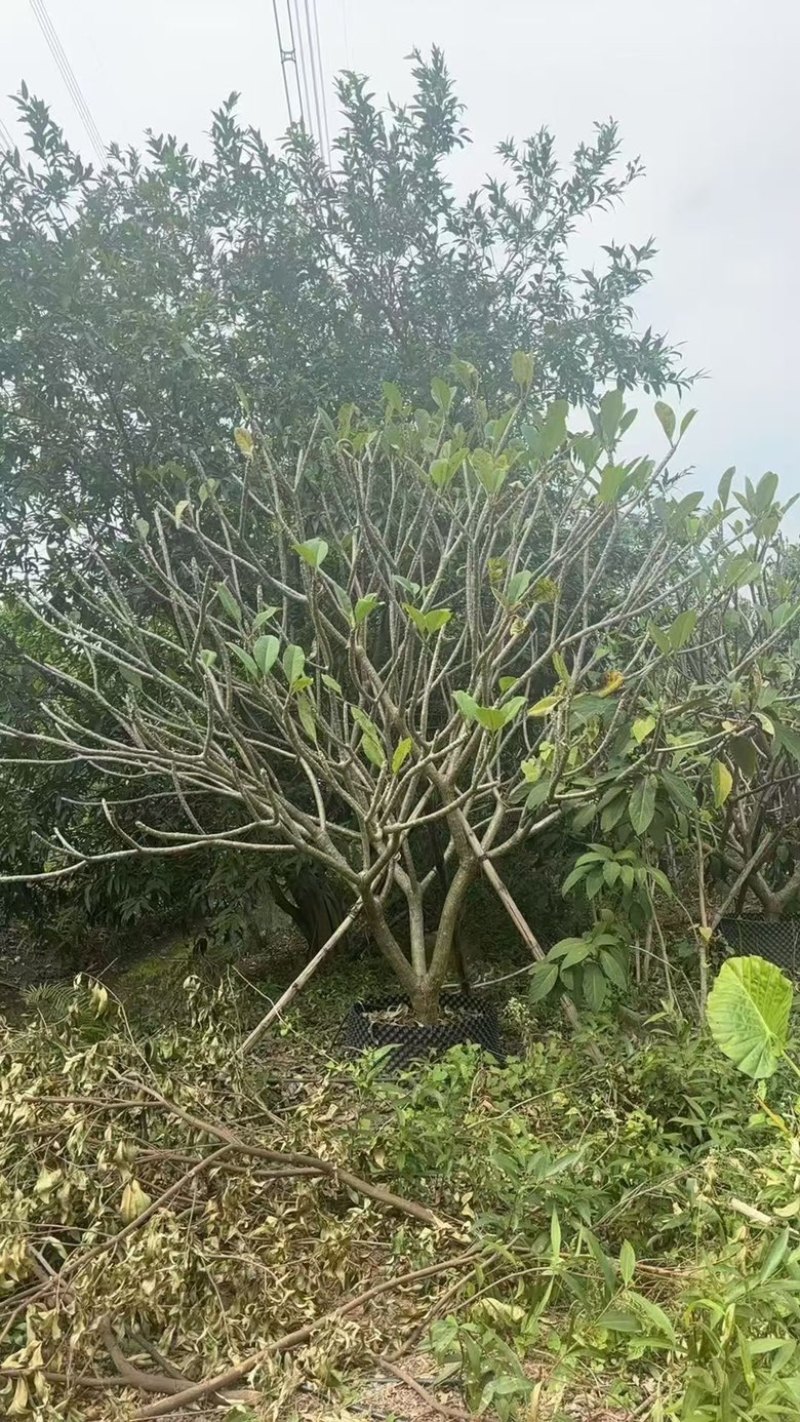 鸡蛋花