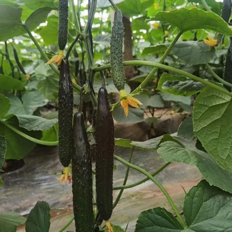青皮青肉结瓜多黄瓜种子青皮青肉一叶一瓜油亮型杂交一代黄瓜