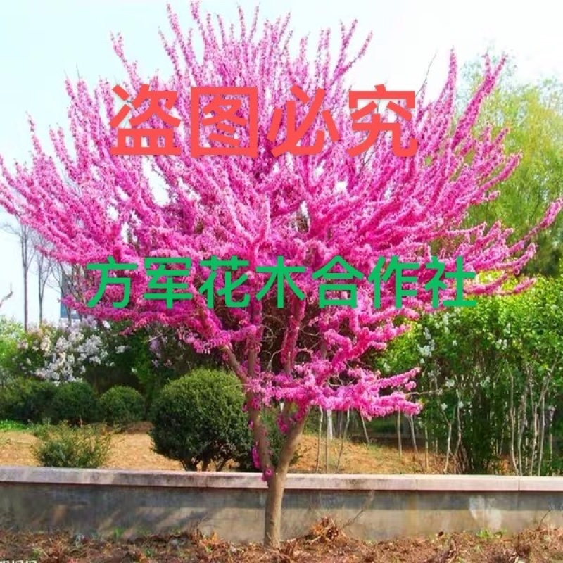 正宗紫荆花树苗免费包邮不与假货拼价格全部先挖先卖