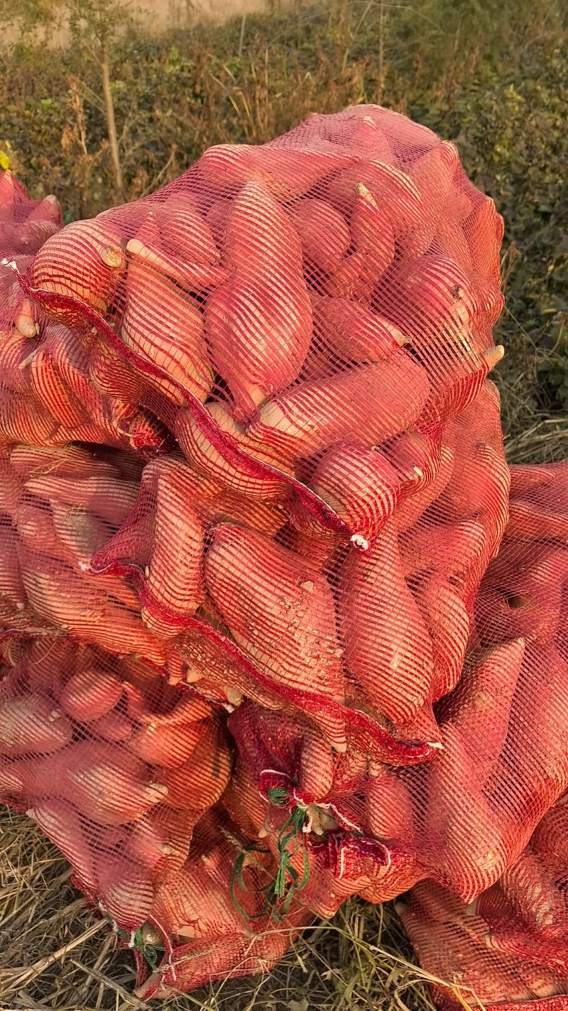 龙薯九红薯，龙薯九，蜜薯，龙九，/自产，低价销售，齐河县