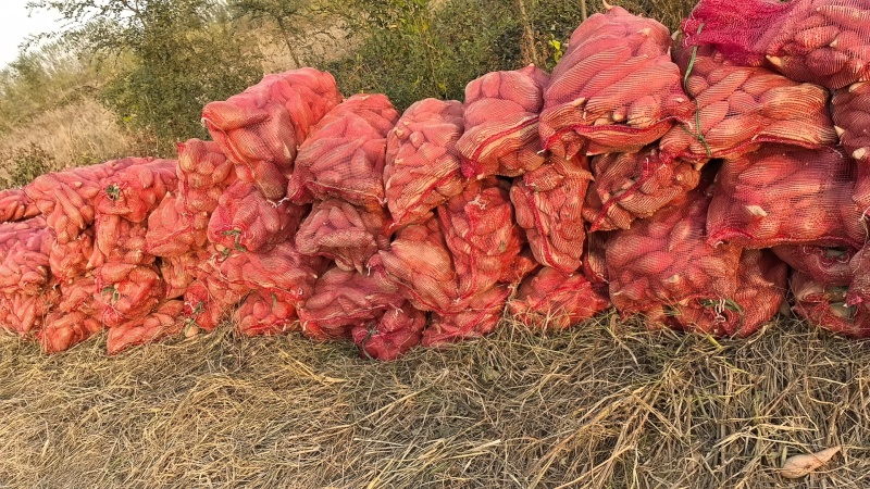 龙薯九红薯，龙薯九，蜜薯，龙九，/自产，低价销售，齐河县