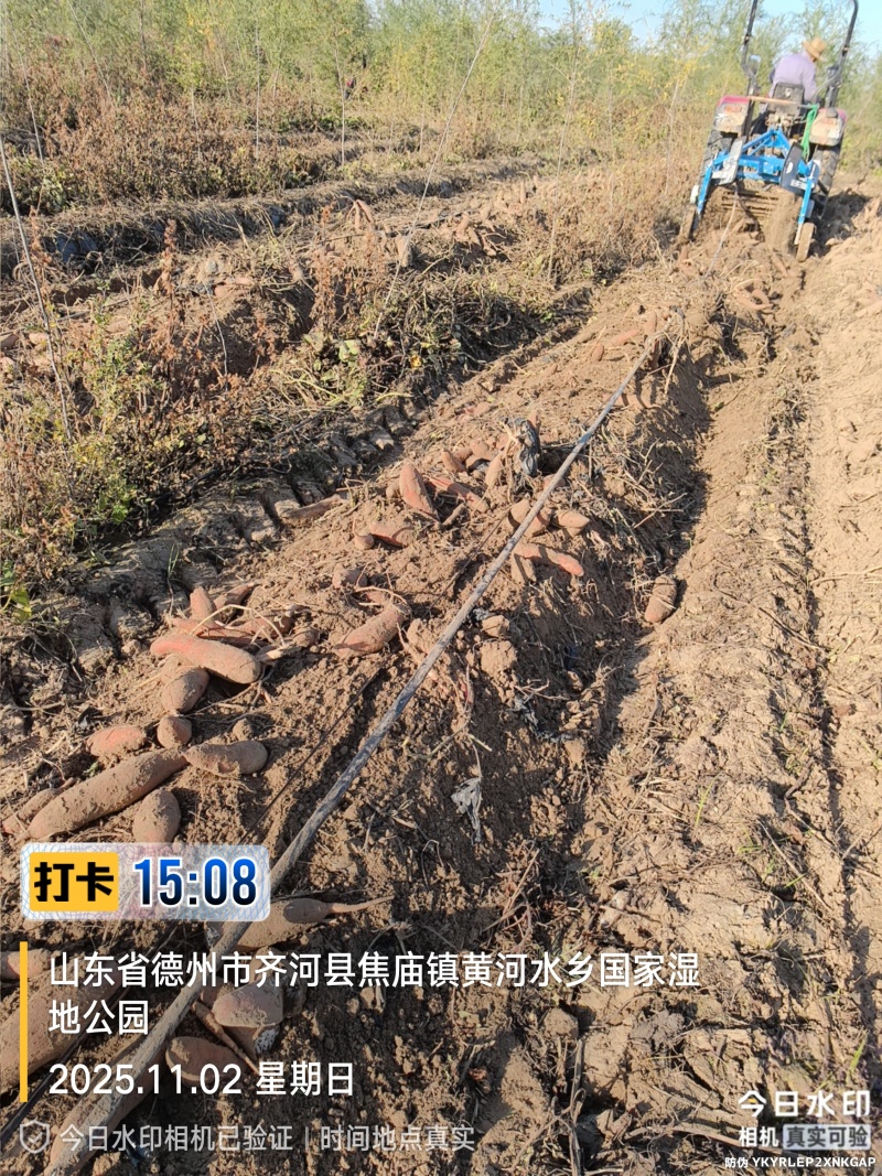 龙薯九红薯，龙薯九，蜜薯，龙九，/自产，低价销售，齐河县