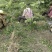 吉祥草