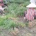 吉祥草