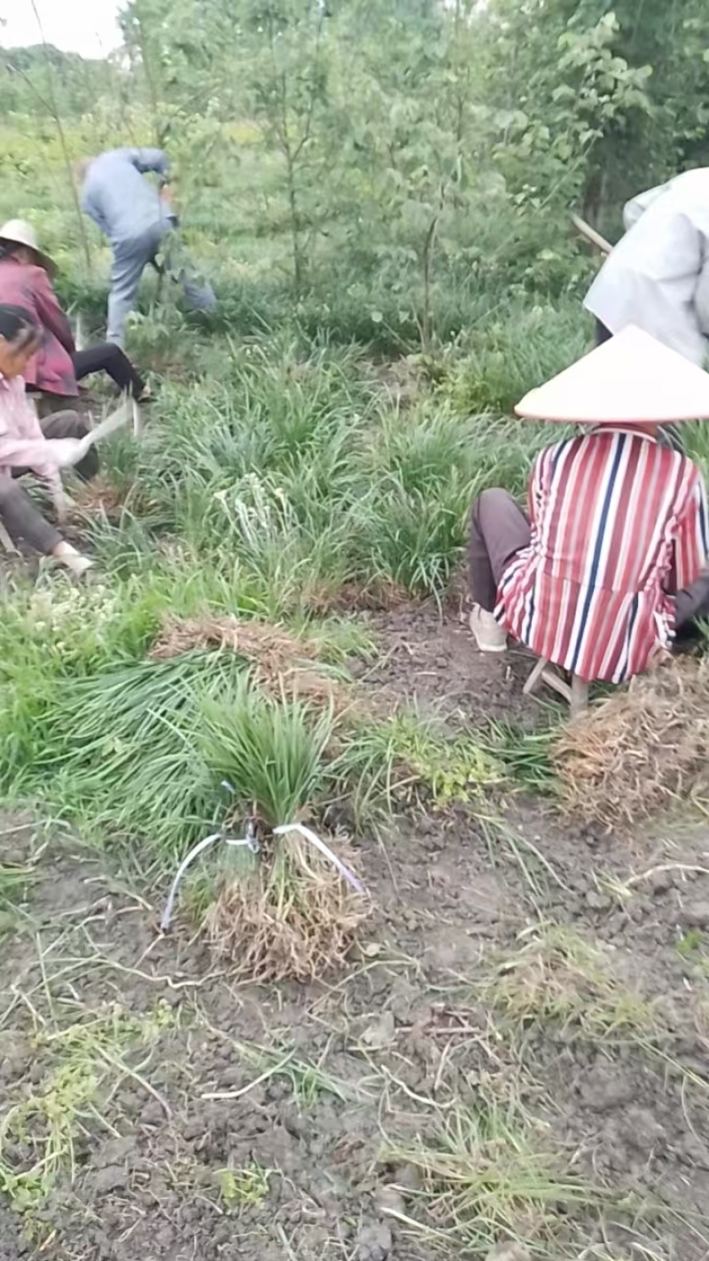 吉祥草
