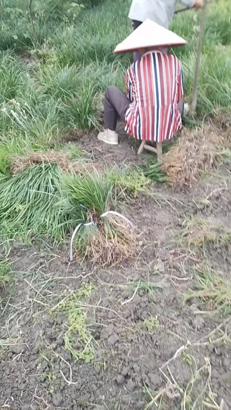 吉祥草