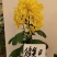 原产地，基地供货，菊花盆景，百菊独本菊，菊花盆栽，盆栽。