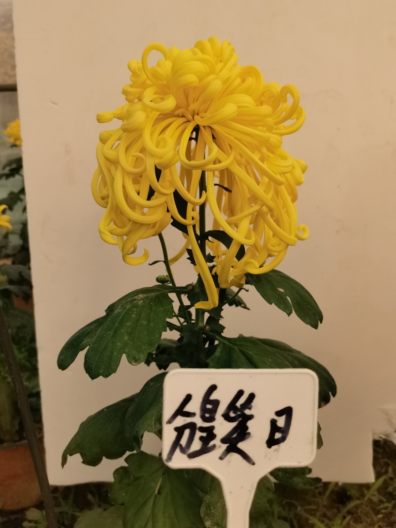 原产地，基地供货，菊花盆景，百菊独本菊，菊花盆栽，盆栽。