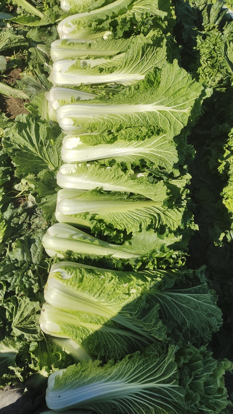 秋绿六零白菜！精品货！无烧心！