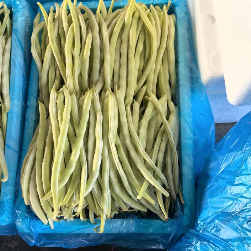 2025年11月精品白不老白芸豆持续供应