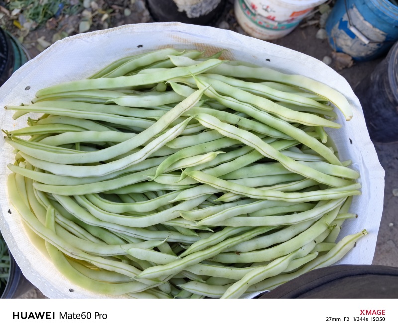 2025年11月精品白不老白芸豆持续供应