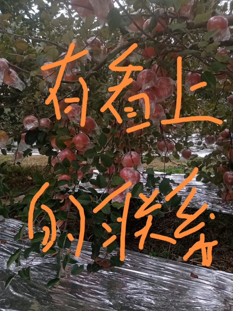 冰糖心红富士