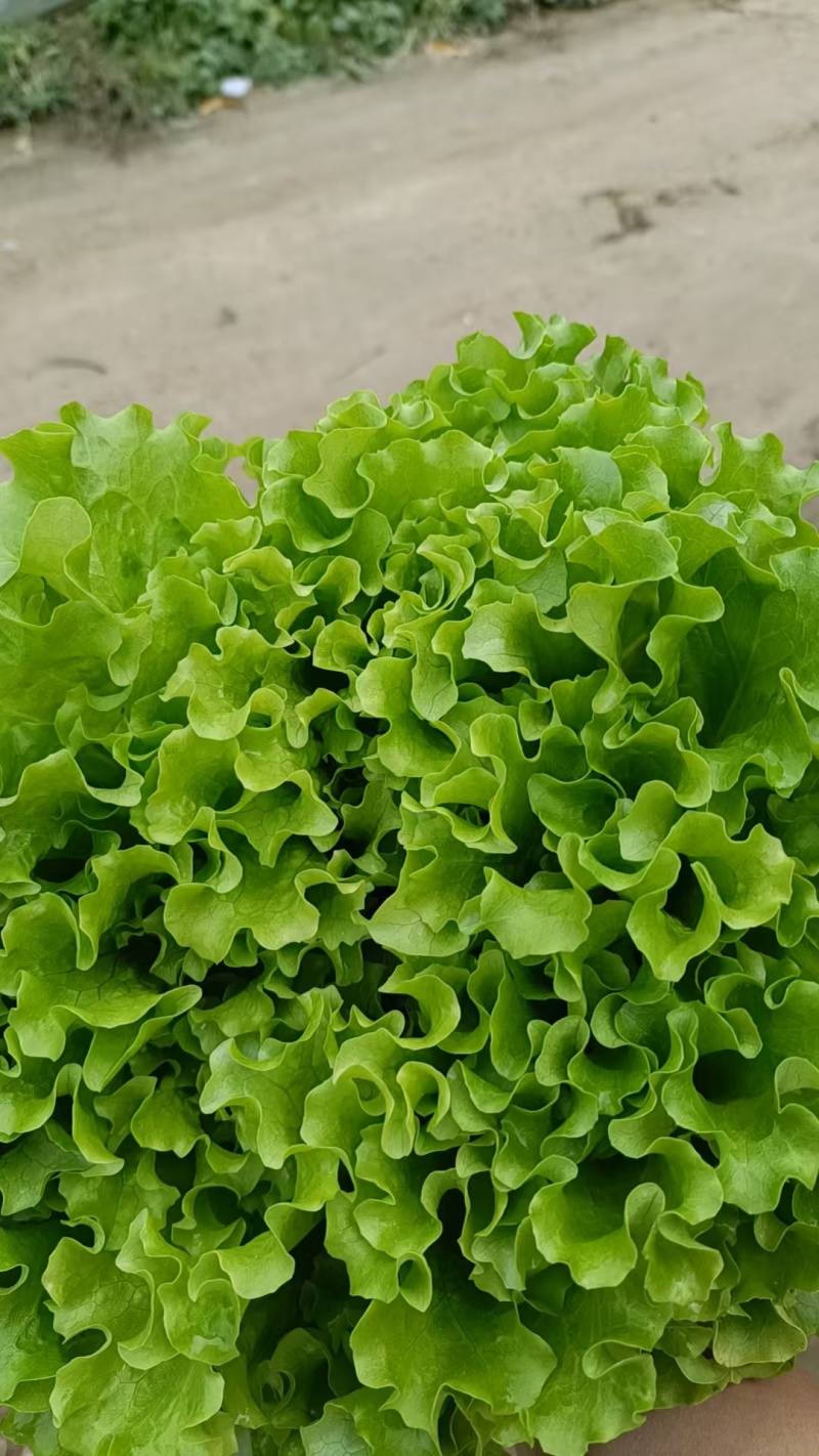 生菜