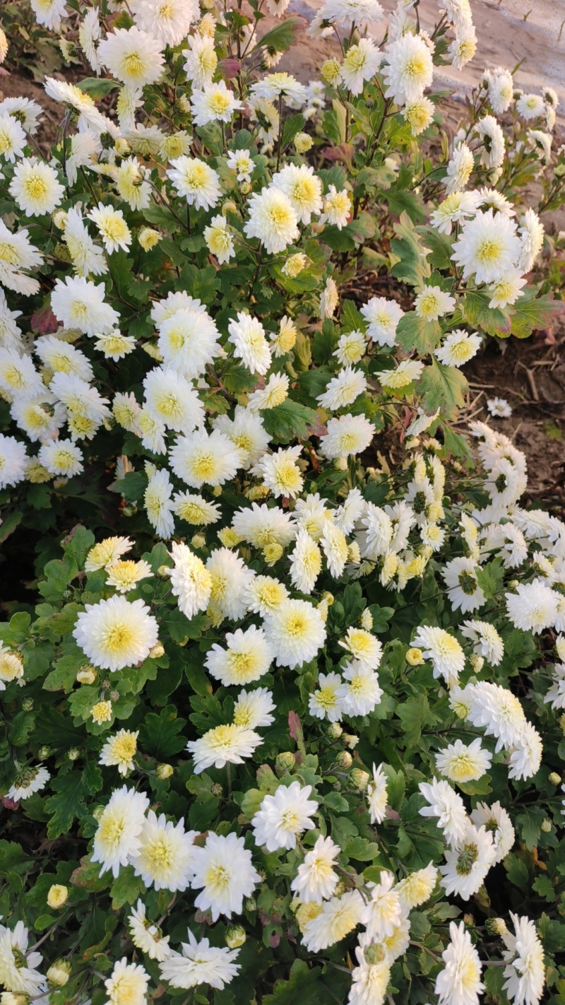 贡菊