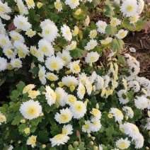 贡菊