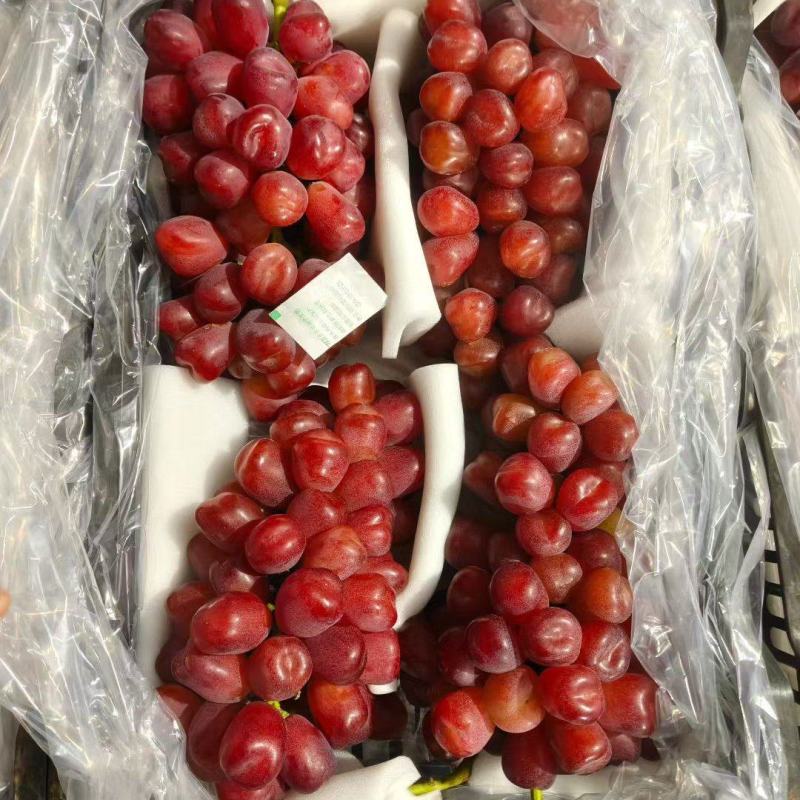 河北库存浪漫红颜玫瑰葡萄大量出库了颜色鲜艳口感脆甜