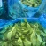 茼蒿头精品无虫眼