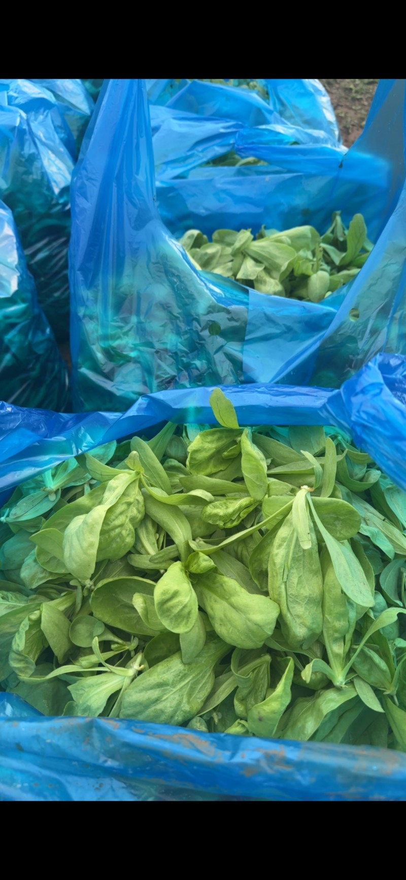 茼蒿头精品无虫眼