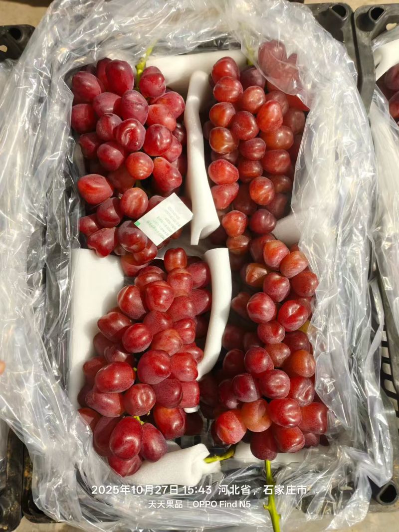 河北库存浪漫红颜玫瑰葡萄大量出库了颜色鲜艳口感脆甜