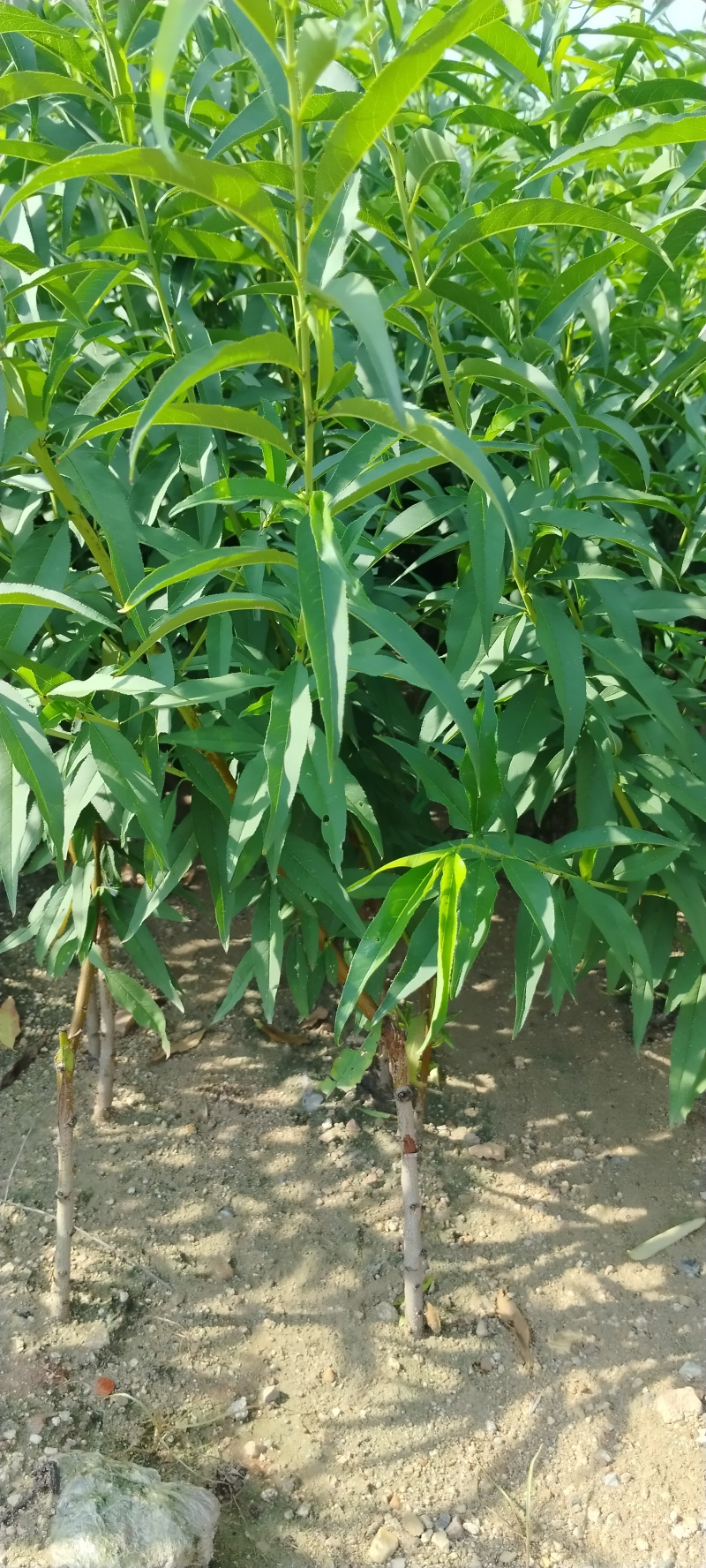 金秋红蜜桃苗毛桃苗/基地直发包活保质保量