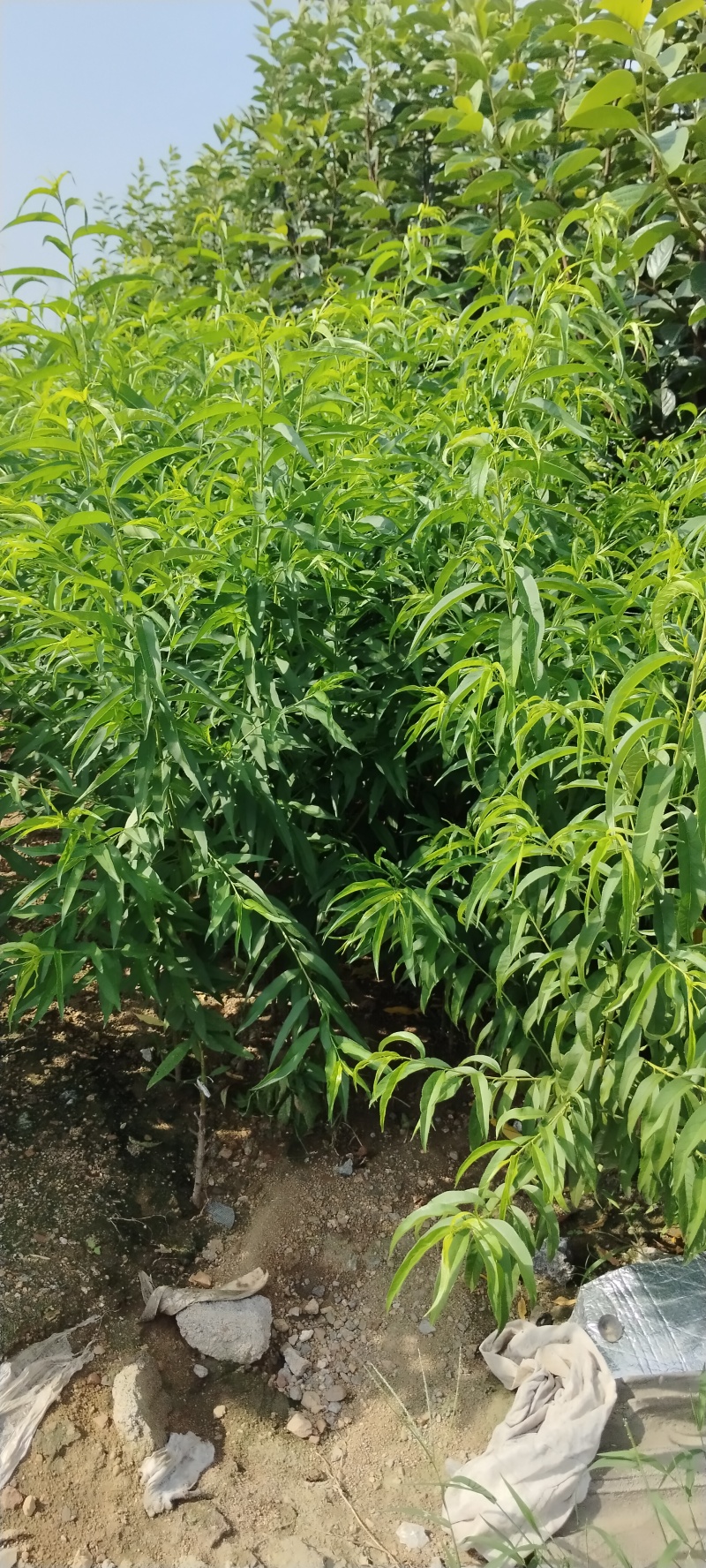 金秋红蜜桃苗毛桃苗/基地直发包活保质保量