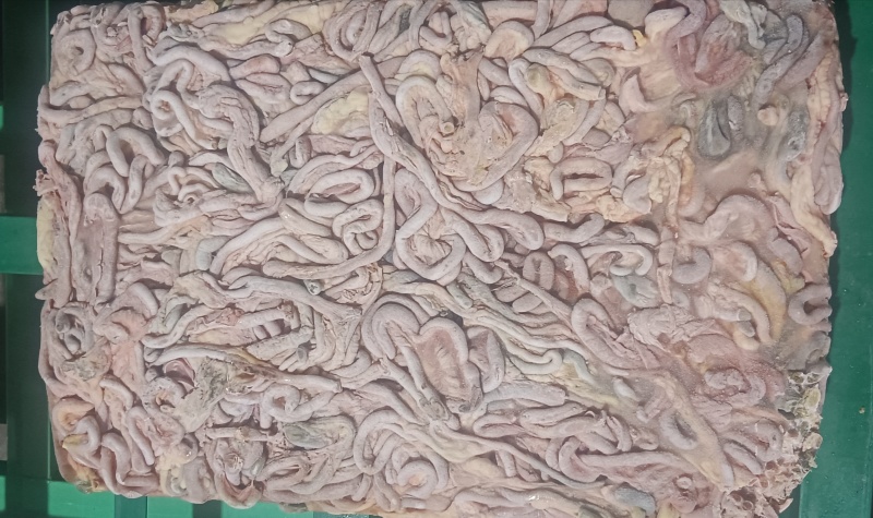 老鸡鸡肠