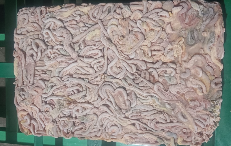 老鸡鸡肠