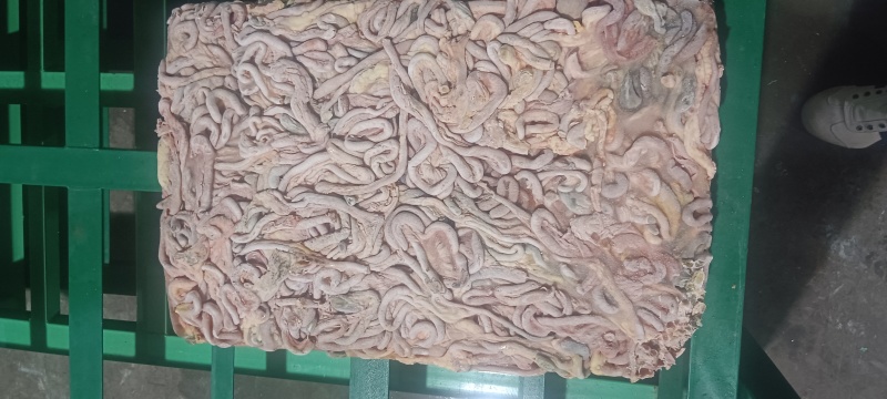 老鸡鸡肠