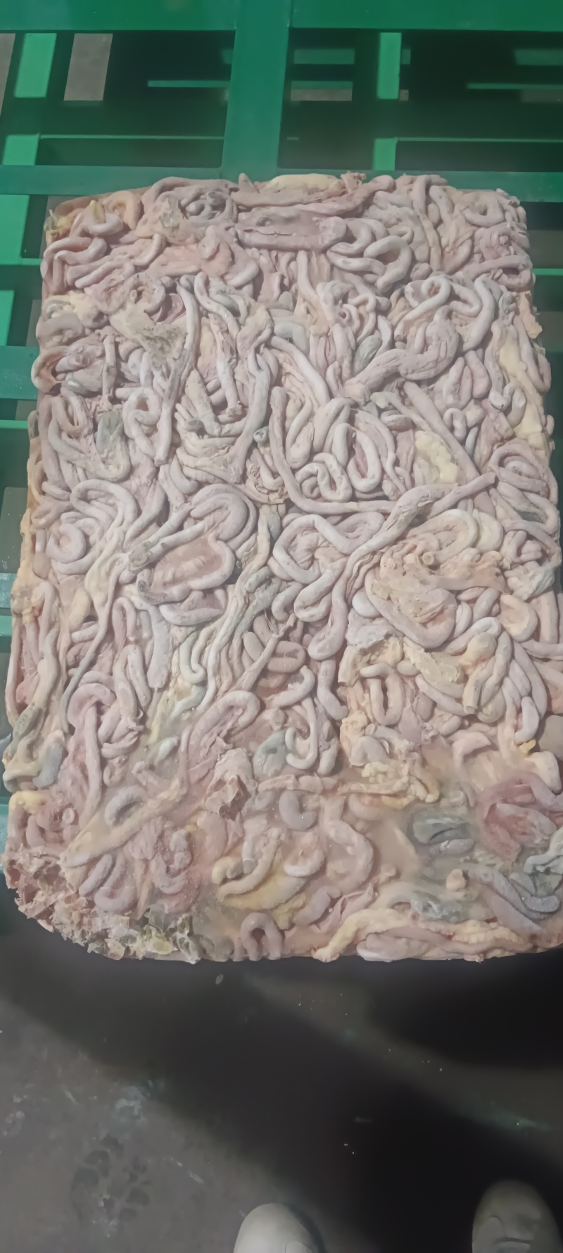 老鸡鸡肠