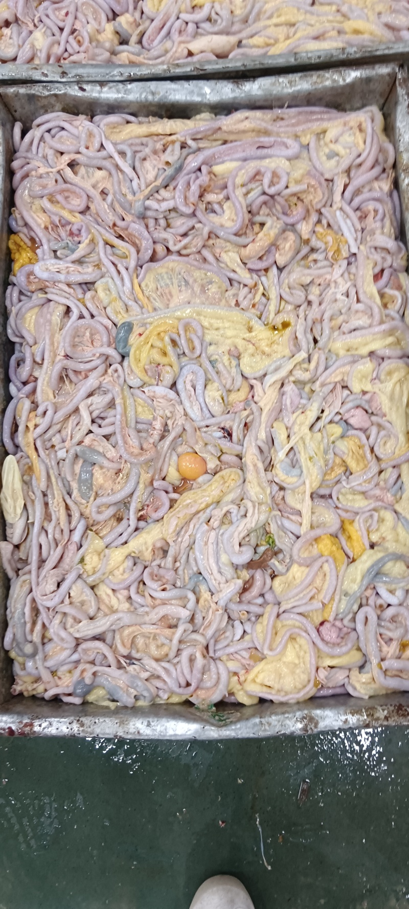 老鸡鸡肠