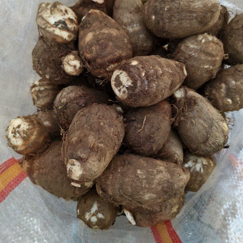 纯人工手捡精品芋头山东沂蒙源产地